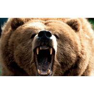 BEARN emblem