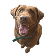 SAMI emblem