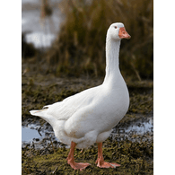 GEESE emblem