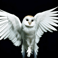 DEFT emblem