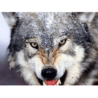 OWP emblem