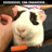 CAVY emblem