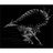 _CT_ emblem