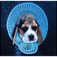 PIPO emblem