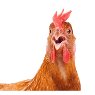 _KFC_ emblem