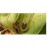 APEX2 emblem