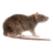 3_0_3 emblem