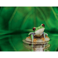 TOADS emblem
