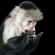 SINGE emblem
