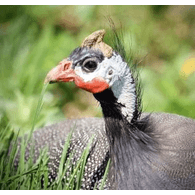 FOWL emblem