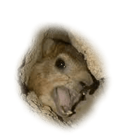 YRM0M emblem