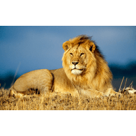 LION emblem