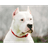 D-ARG emblem
