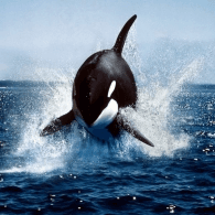WHALE emblem
