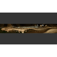 CROC emblem