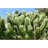 OMFLX emblem