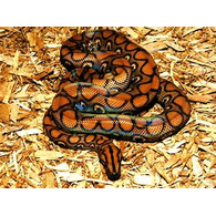 ED666 emblem