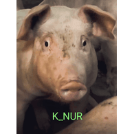 K_NUR emblem