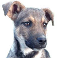 BUCHI emblem