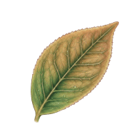 VEPRI emblem
