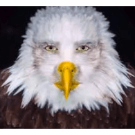 BRUHM emblem
