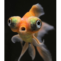 FISHI emblem
