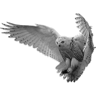 S_OWL emblem