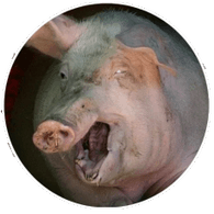 CHAPA emblem
